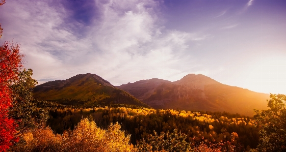 Landscape tree nature wilderness Photo