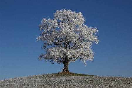 Landscape tree nature branch Photo