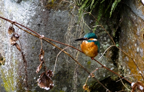 木 自然 ブランチ 鳥 写真