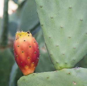 Foto Espinhoso
 cacto
 plantar fruta