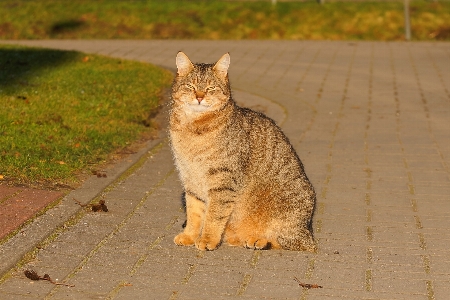 Foto Dolce animale femmina domestico