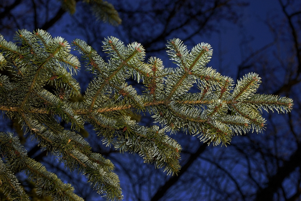 Drzewo natura las oddział