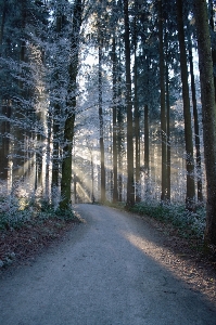 Foto Albero natura foresta percorso