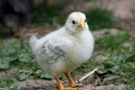 Bird meadow sweet cute Photo