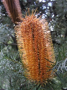 Tree nature outdoor blossom Photo