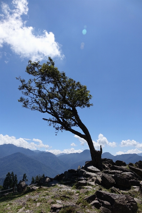 Paesaggio albero natura rock