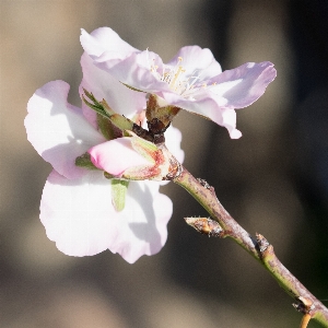 Branch blossom plant photography Photo