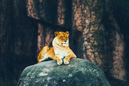 風景 自然 rock 動物 写真