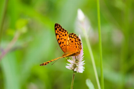 Nature grass photography meadow Photo