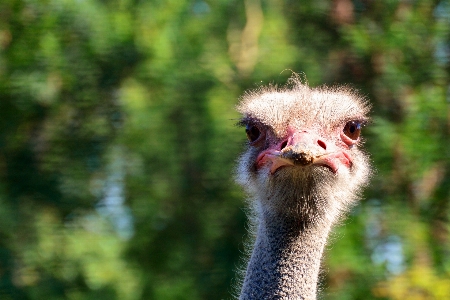 Photo Oiseau animal faune bouquet