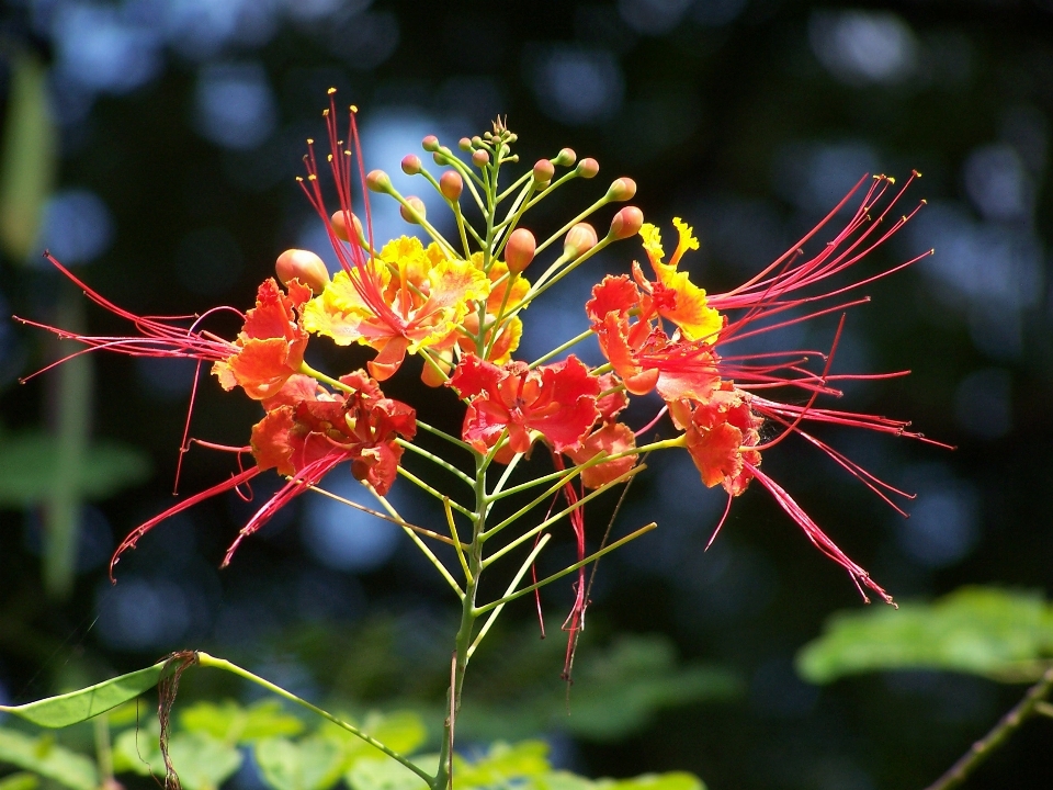 Tree nature branch blossom