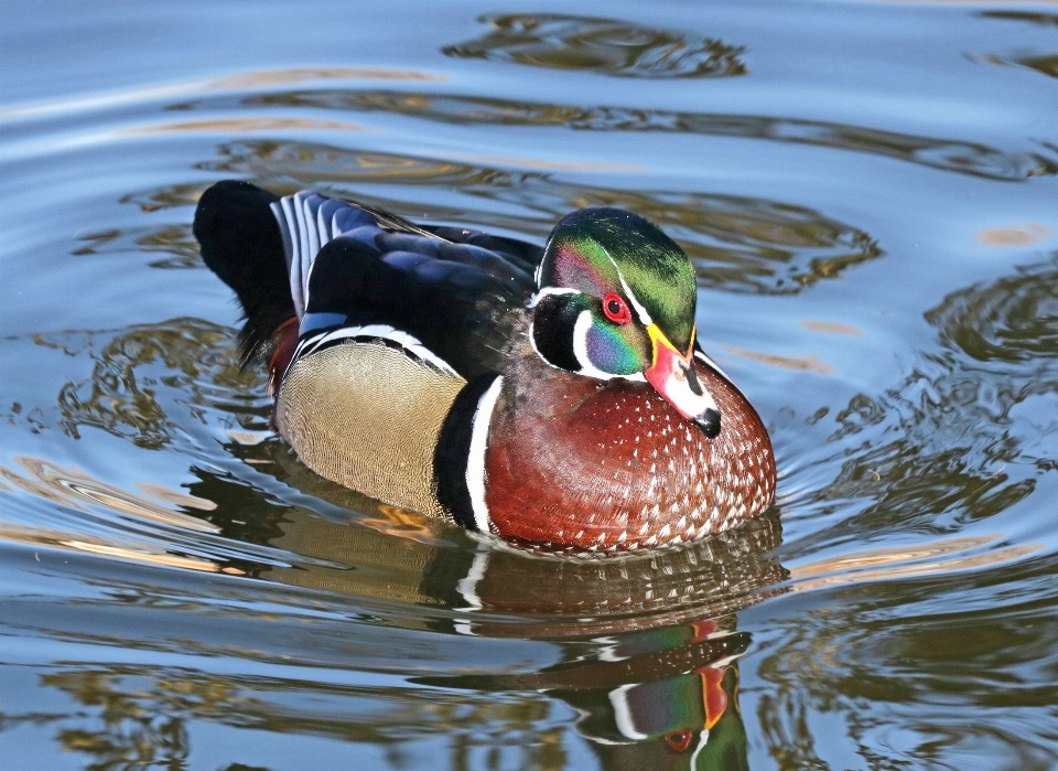 Agua naturaleza pájaro fauna silvestre