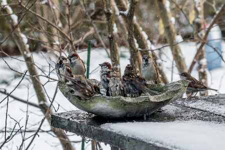 Baum natur zweig schnee Foto