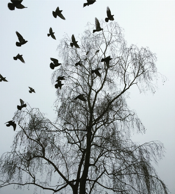 Arbre bifurquer froid hiver