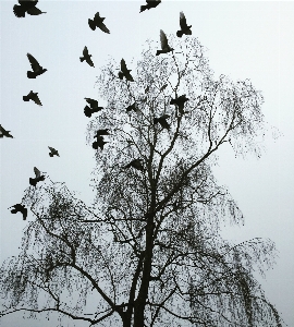 Foto Albero ramo freddo inverno