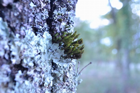 Tree nature forest branch Photo