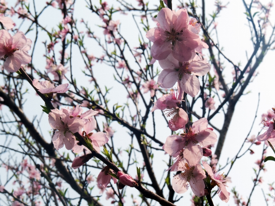 木 ブランチ 花 植物