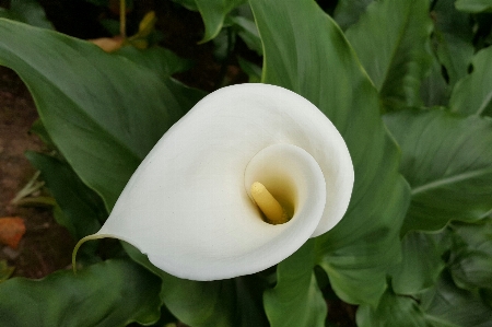 Plant white leaf flower Photo