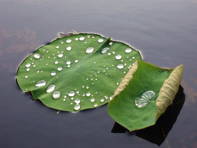 Water dew plant leaf Photo