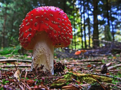 Foto Pohon alam hutan daun