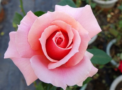 Plant flower petal rose Photo