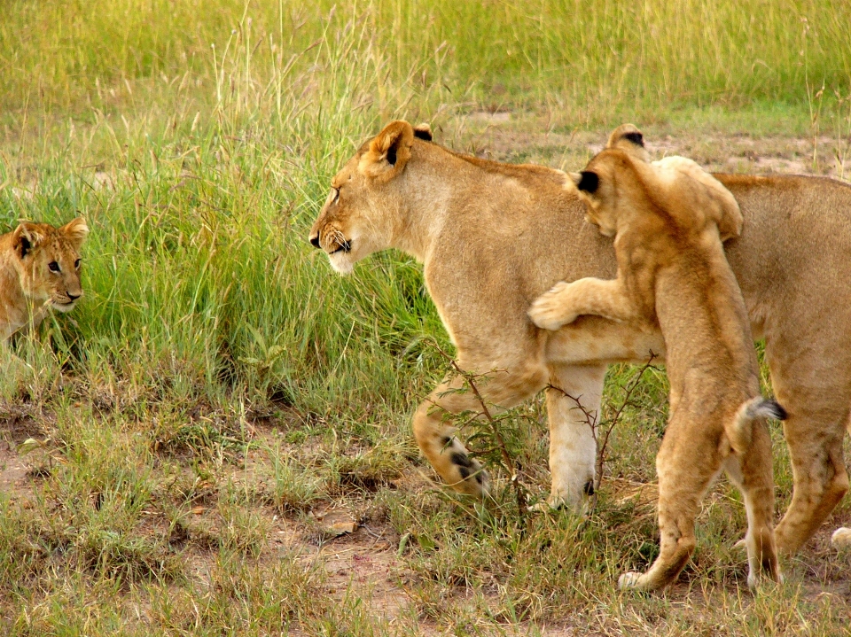 Aventura animal fauna silvestre salvaje