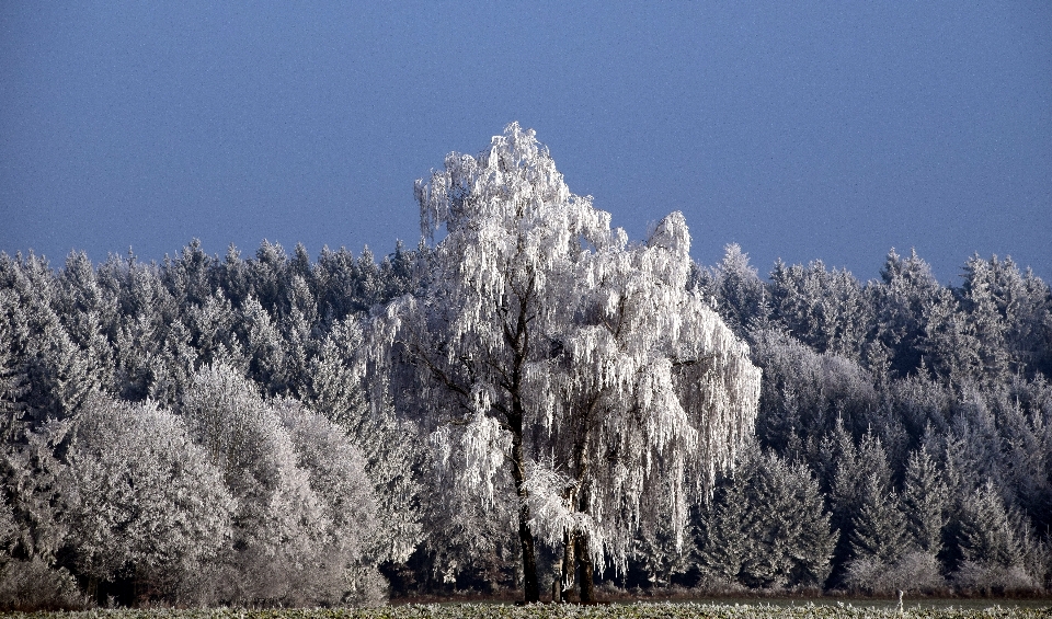 Krajobraz drzewo natura las