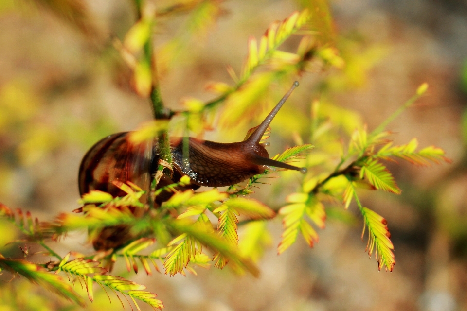 Drzewo natura oddział światło