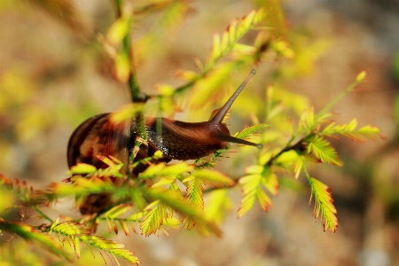 Baum natur zweig licht Foto