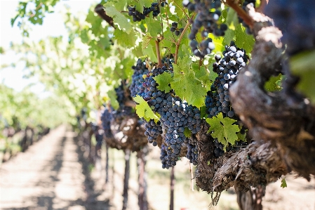 Tree branch plant grape Photo