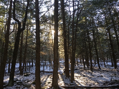 Landscape tree nature forest Photo