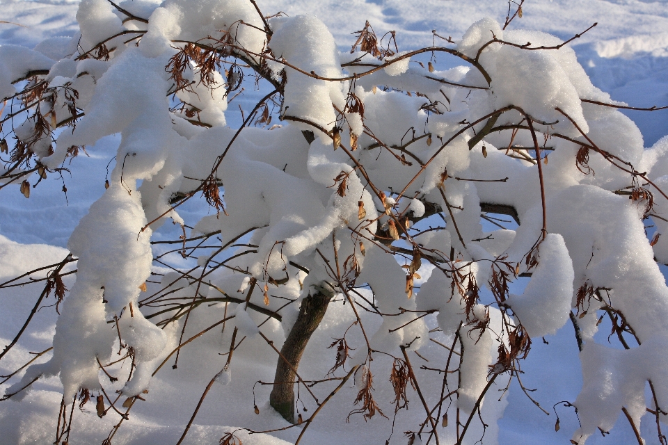 Albero ramo fiore nevicare