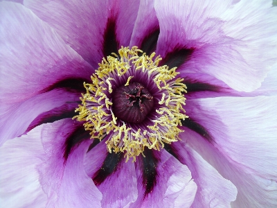 Nature blossom abstract growth Photo