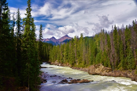 Landscape tree nature forest Photo