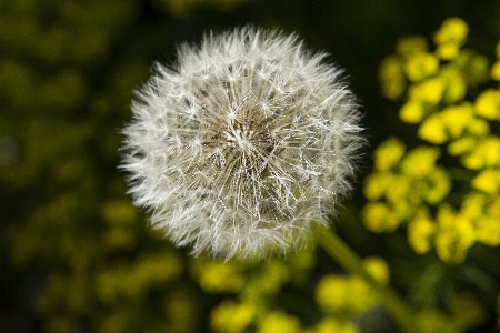 Foto Natura erba pianta fotografia