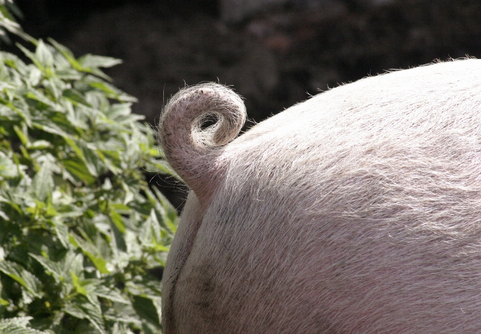 Pássaro animal animais selvagens jardim zoológico