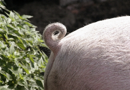 Foto Uccello animale animali selvatici zoo