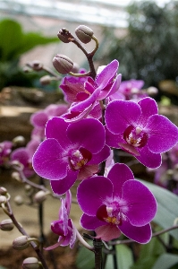 Nature blossom plant flower Photo