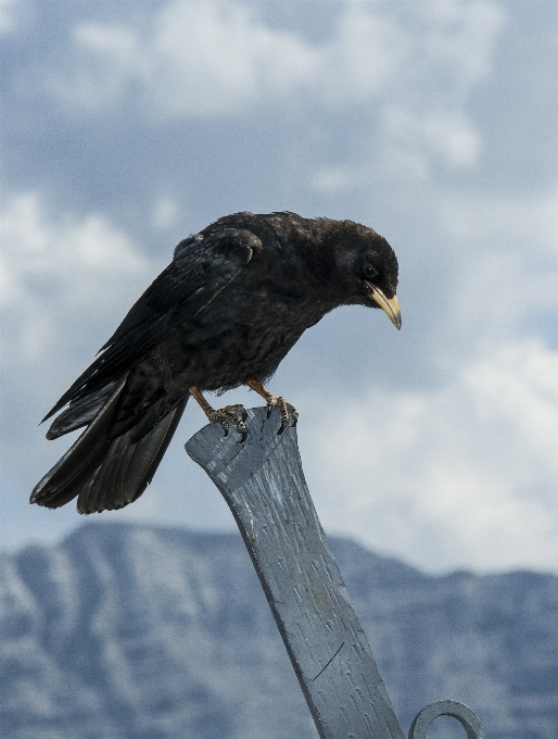 Uccello ala animale volare