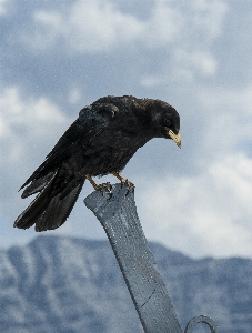 鳥 羽 動物 飛ぶ 写真