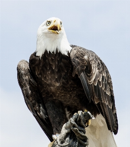 Foto Natura uccello ala animale