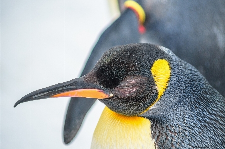 Photo Eau froid oiseau animal