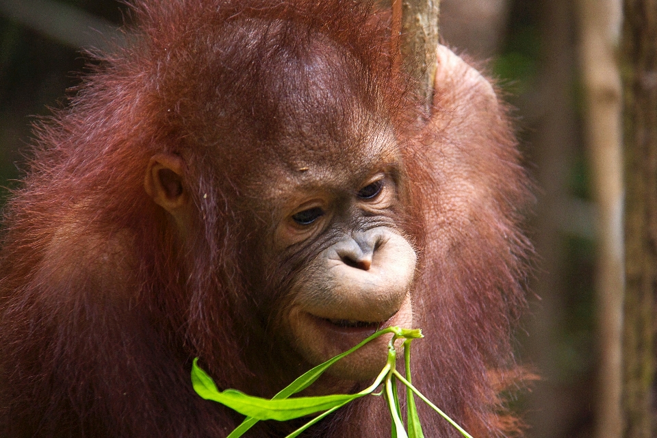 Margasatwa liar merah hutan