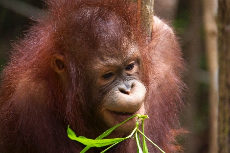 Foto Margasatwa liar merah hutan