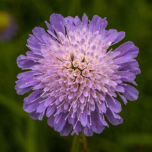 Nature blossom plant field Photo