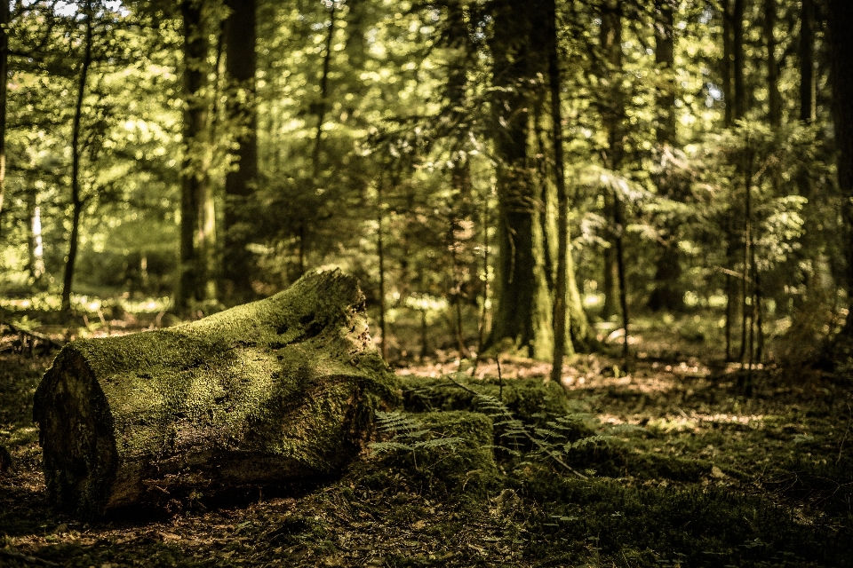 Baum natur wald sumpf