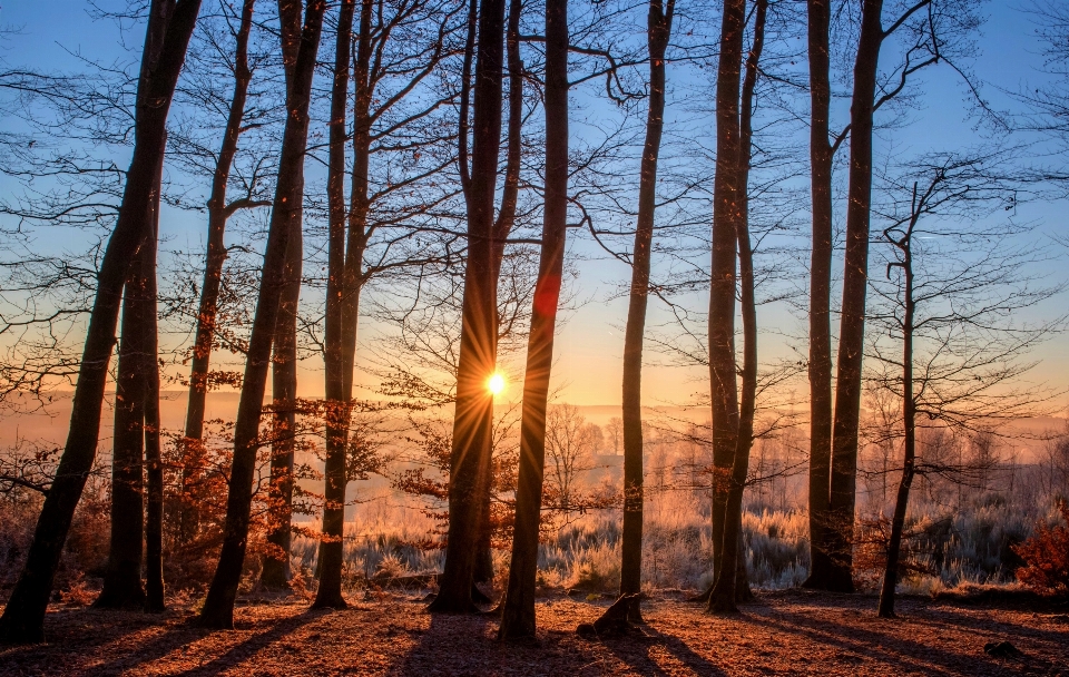 Landscape tree nature forest