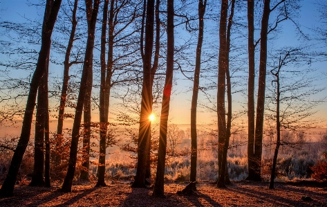 Landscape tree nature forest Photo