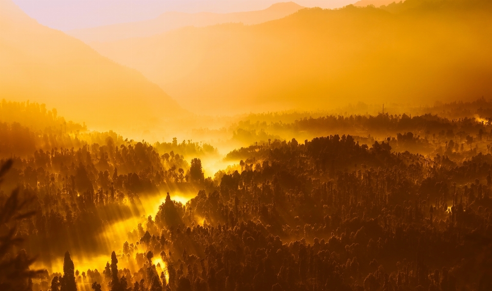 Lanskap alam hutan gurun
