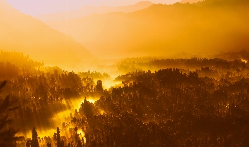 Foto Lanskap alam hutan gurun
